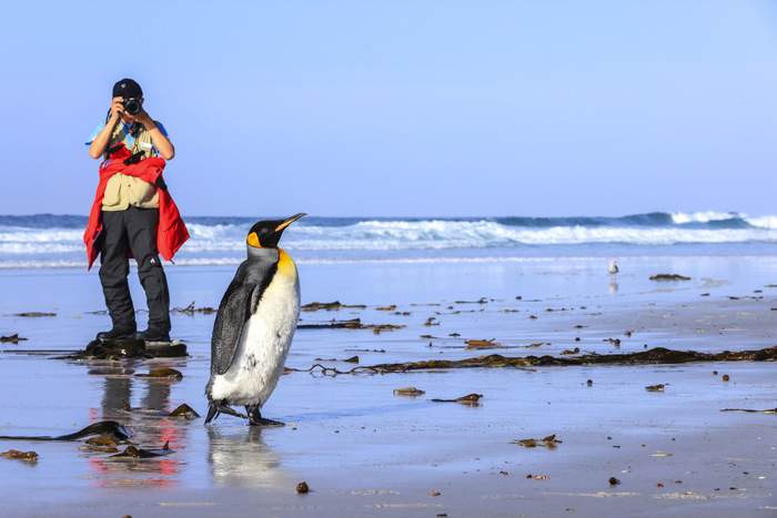 Penguin Lifestyle Excursion ©Poseidon Expeditions, Piet Van Den Bemd.jpg